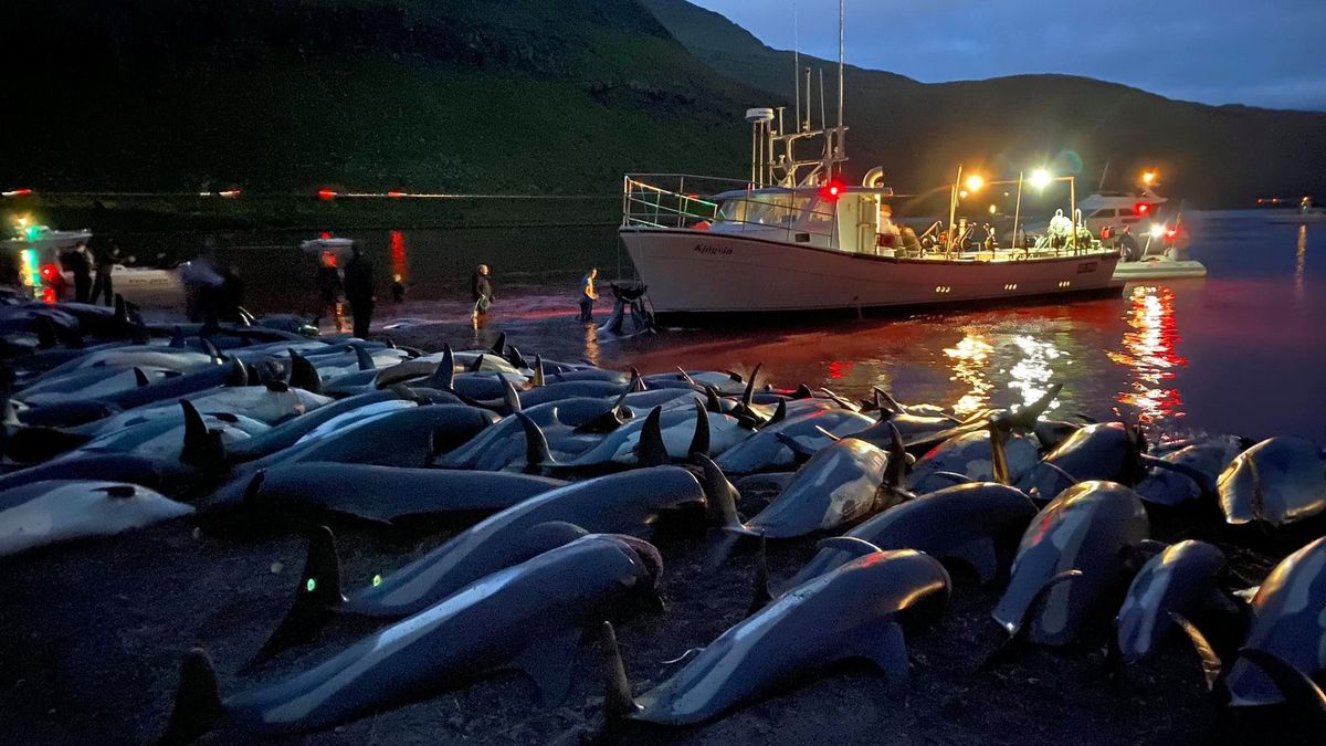 „Masakr a ještě zvlášť krutý“. Na Faerských ostrovech nahnali na mělčinu a zabili 1 500 delfínů